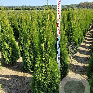 Thuja occ. 'Smaragd' 120-140 cm met kluit