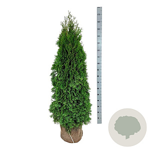 Thuja occ. 'Smaragd' 140-160 cm met kluit extra