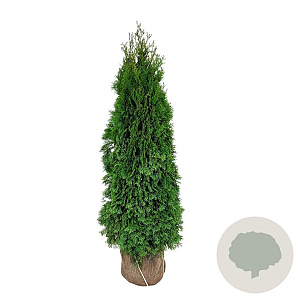 Thuja occ. 'Smaragd' 140-160 cm met kluit extra