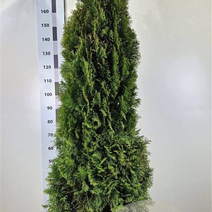 Thuja occ. 'Smaragd' 200-225 cm met kluit extra