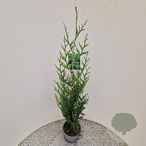 Thuja pl. 'Atrovirens' 100-125 cm 3,0L