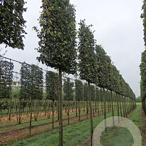 Tilia cordata 'Greenspire' 14-16 HO draadkluit lei 180x150 200 cm stam