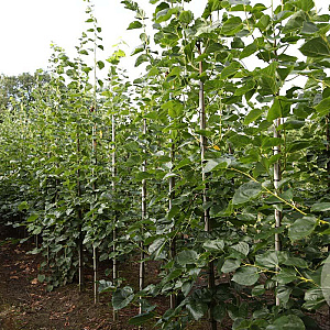 Tilia europaea 'Euchlora' 8-10 HO draadkluit
