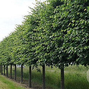 Tilia platyphyllos 14-16 HO draadkluit lei 180x150 200 cm stam