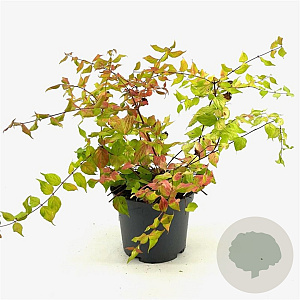 Kolkwitzia amabilis 'Maradco' 40-45 cm 3,0L