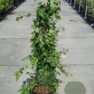 Kolkwitzia amabilis 'Pink Cloud' 80-100 cm 12L