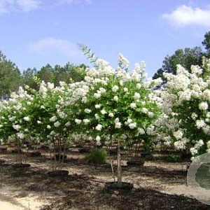 Lagerstroemia 'Natchez' 6-8 HO 15L