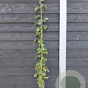 Rosa (K) Golden Gate 150-175 cm vierkant rond 5,5L