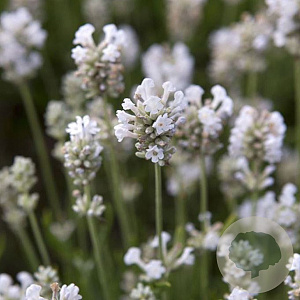 Lavandula ang. 'Arctic Snow' GM P9