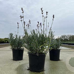 Lavandula ang. 'Dwarf Blue' 15-20 cm C1