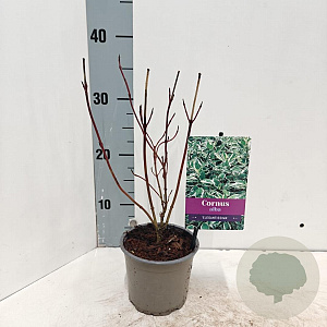 Cornus alba 'Elegantissima' 25-30 cm P12