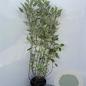 Cornus alba 'Elegantissima' 100-125 cm 5,0L