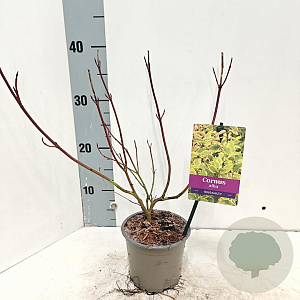 Cornus alba 'Gouchaultii' 25-30 cm P12