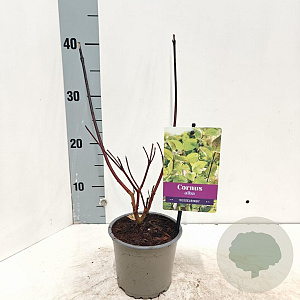Cornus alba 'Kesselringii' 25-30 cm P12
