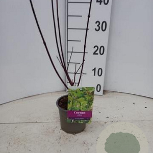 Cornus alba 'Kesselringii' 25-30 cm P12