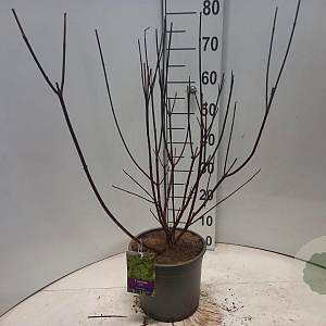 Cornus alba 'Kesselringii' 60-80 cm 5,0L