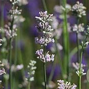 Lavandula ang. 'Loddon Pink' GM P9