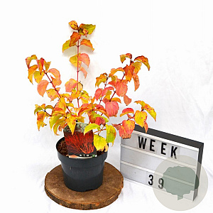 Cornus sang. 'Winter Beauty' 30-40 cm 3,0L