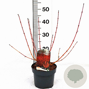 Cornus sang. 'Winter Beauty' 30-40 cm 3,0L