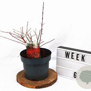 Cornus sang. 'Winter Beauty' 30-40 cm 5,0L