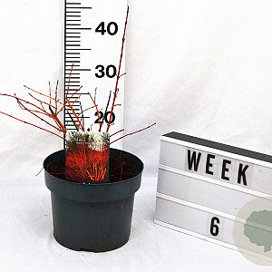 Cornus sang. 'Winter Beauty' 30-40 cm 5,0L