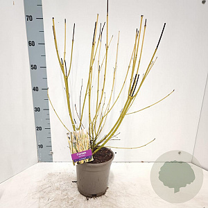 Cornus sericea 'Flaviramea' 40-60 cm 2,0L