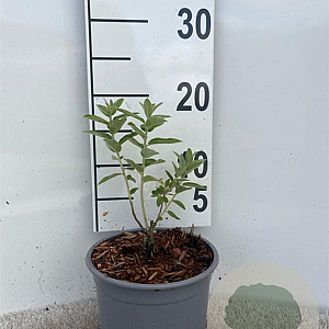 Elaeagnus angustifolia 15-20 cm 2,0L
