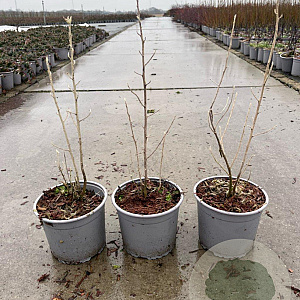 Elaeagnus angustifolia 15-20 cm 2,0L