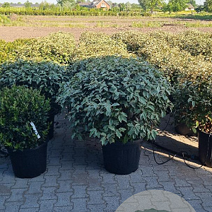 Elaeagnus ebbingei 80-90 cm cont. 55L bol najaarspotting