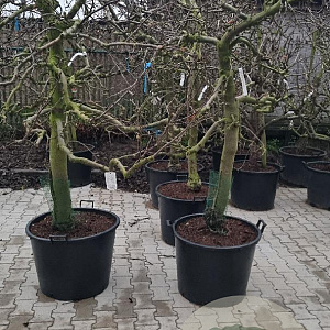 Malus d. 'Elstar' 30-40 cm cont. 130L solitair najaarspotting