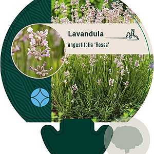 Lavandula ang. 'Rosea' GM P9