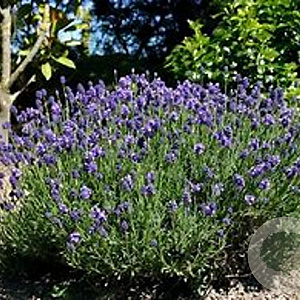 Lavandula ang. 'Thumbelina Leigh' GM P9