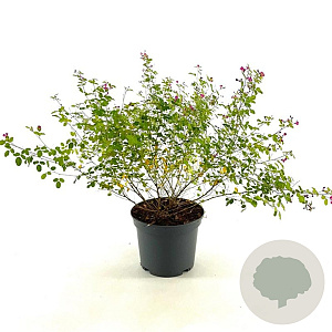 Lespedeza bicolor 'Yakushima' 30-40 cm 3,0L