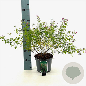 Lespedeza bicolor 'Yakushima' 30-40 cm 3,0L
