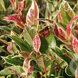 Leucothoe Firestar 20-25 cm 2,0L
