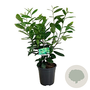 Prunus I. 'Rotundifolia' 50-60 cm 6L