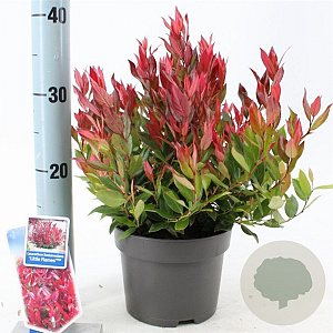 Leucothoe 'Little Flames' 20-25 cm 2,0L