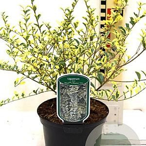 Ligustrum ibota Musli 20-25 cm 2,0L