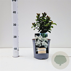 Ligustrum j. 'Rotundifolium' 25-30 cm 2,5L