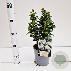 Ligustrum j. 'Rotundifolium' 25-30 cm 2,5L