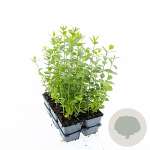 Ligustrum ovalifolium 20-30 cm P9