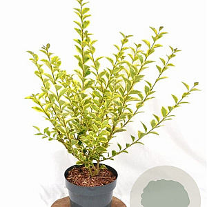 Ligustrum oval. 'Aureum' 30-40 cm 3,0L
