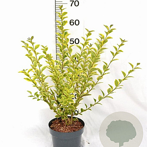 Ligustrum oval. 'Aureum' 30-40 cm 3,0L