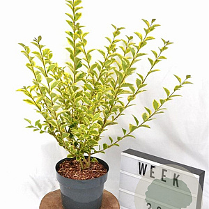Ligustrum oval. 'Aureum' 30-40 cm 3,0L