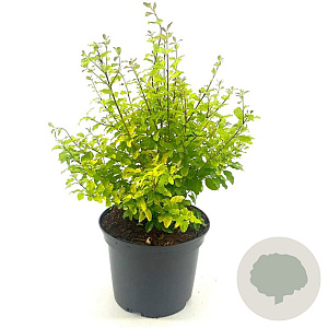 Ligustrum oval. 'Lemon and Lime' 25-30 cm 2,0L