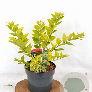 Ligustrum 'Vicaryi' 30-40 cm 3,0L
