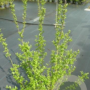 Ligustrum vulg. 'Atrovirens' 100-125 cm 7,5L solitair