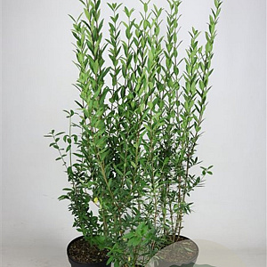 Ligustrum vulg. 'Atrovirens' 100-125 cm 7,5L solitair