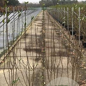 Ligustrum vulg. 'Atrovirens' 100-125 cm 7,5L solitair