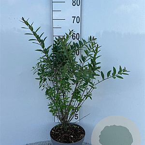 Ligustrum vulg. 'Lodense' 40-60 cm 5,0L